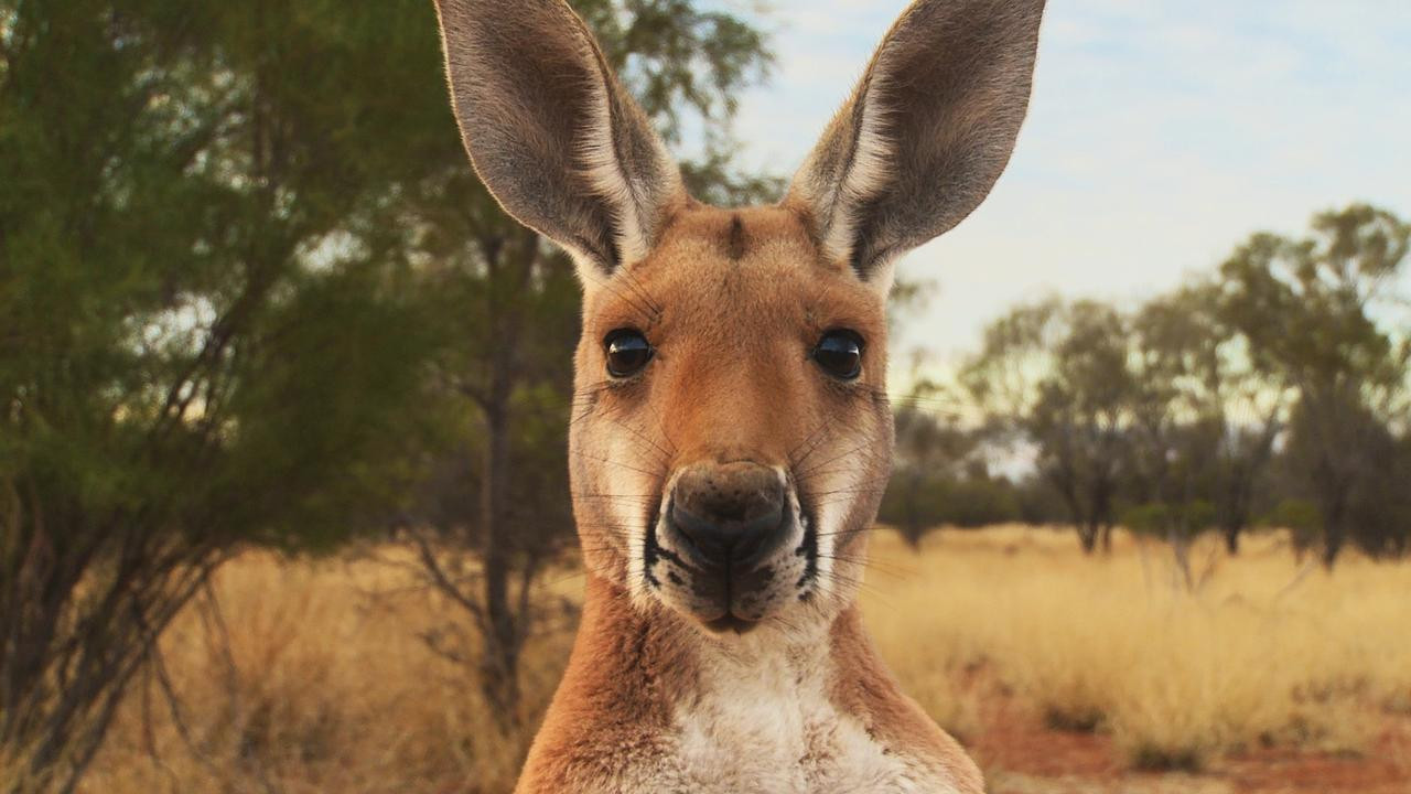 Kangaroo: A Love-Hate Story - 剧照