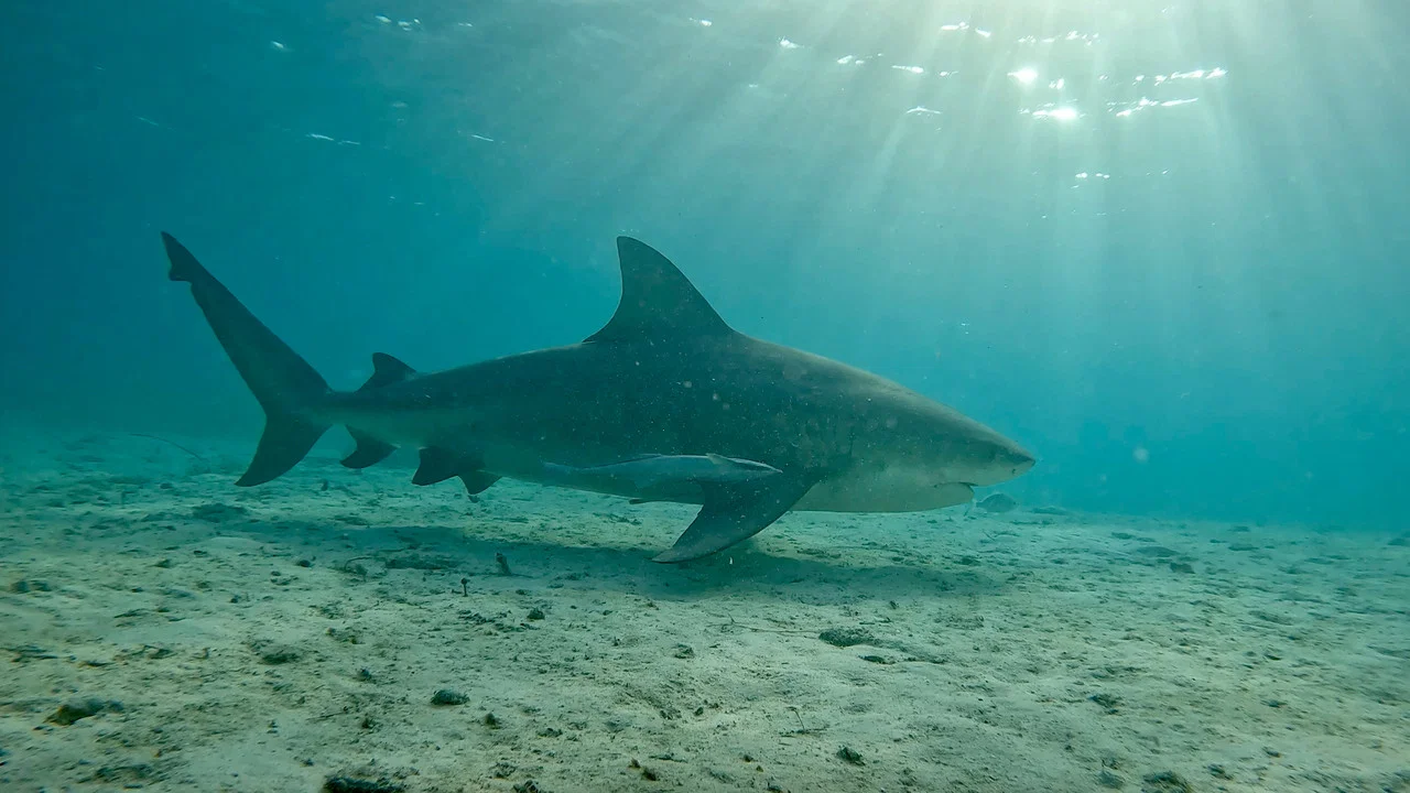 Bull Shark vs. Hammerhead - 剧照