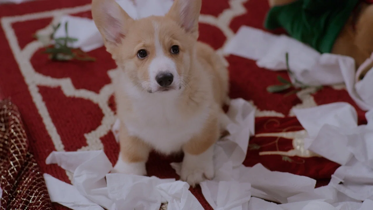 A Very Corgi Christmas - 剧照