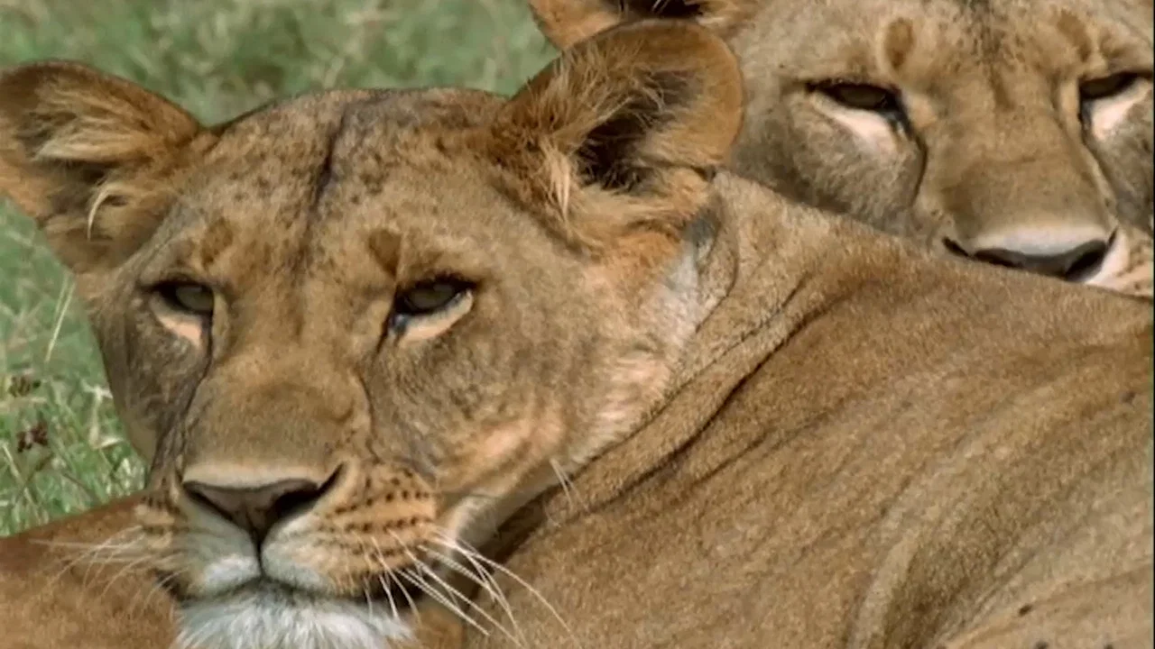 Lion Queen - 剧照