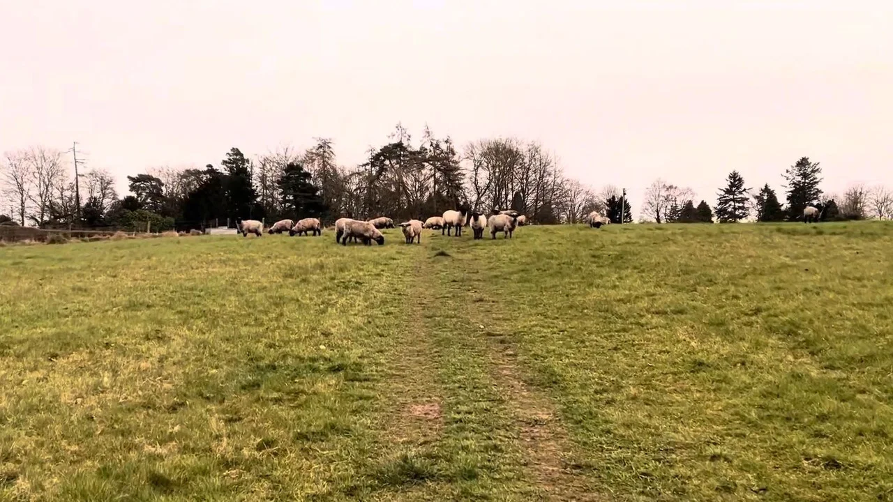 A Field of Sheep Part 2 - 剧照