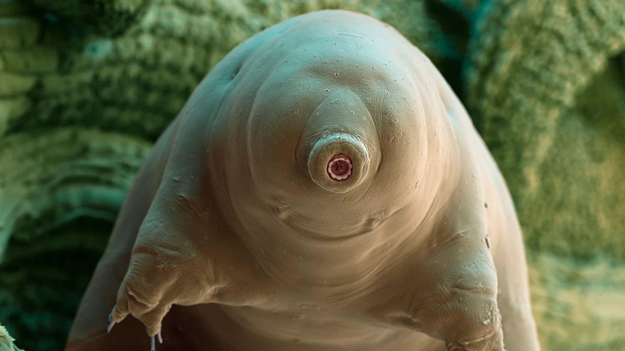 Tardigrade, l'animal indestructible - 剧照