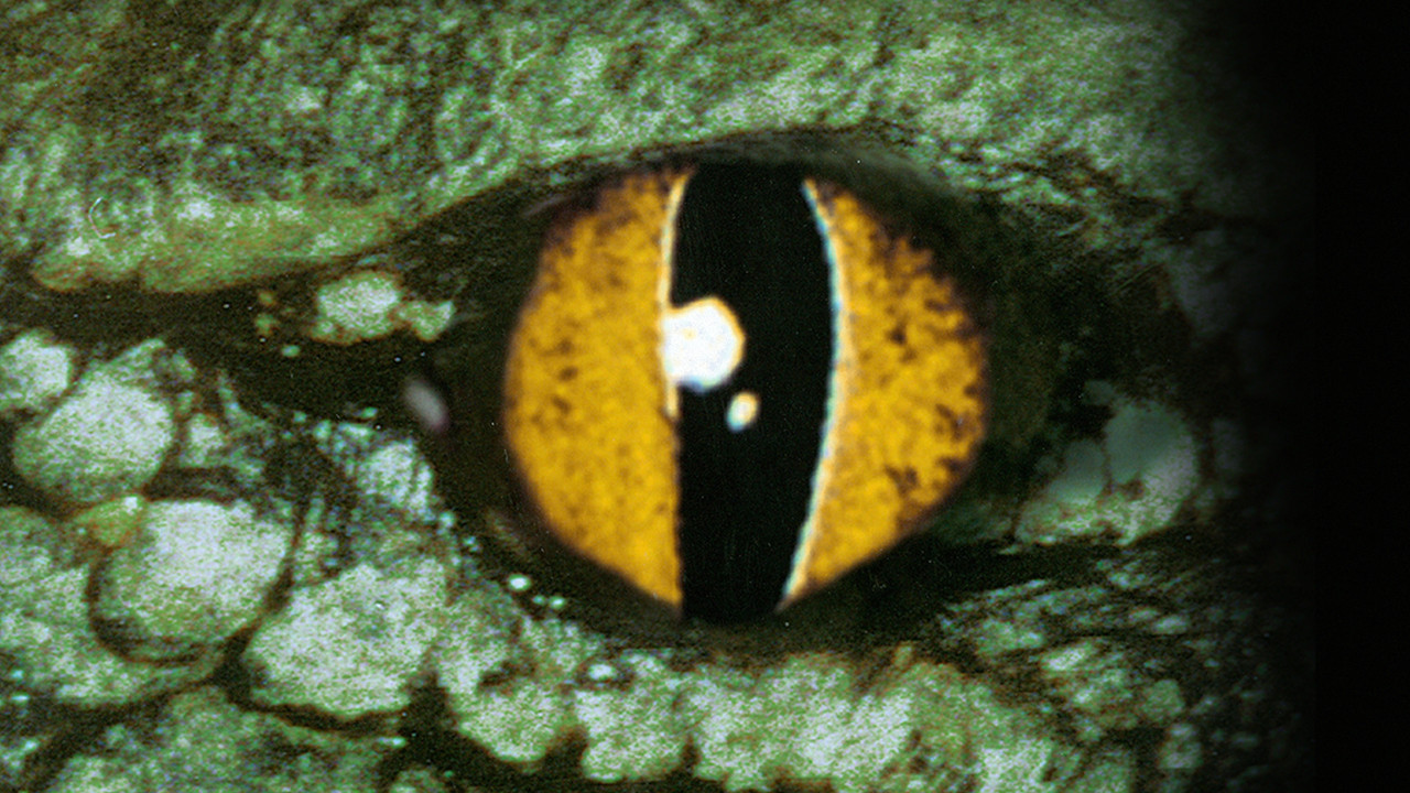 Crocodile - 剧照