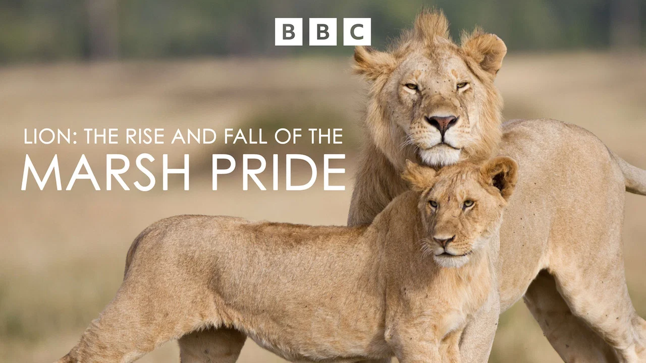 Lion: The Rise and Fall of the Marsh Pride - 剧照