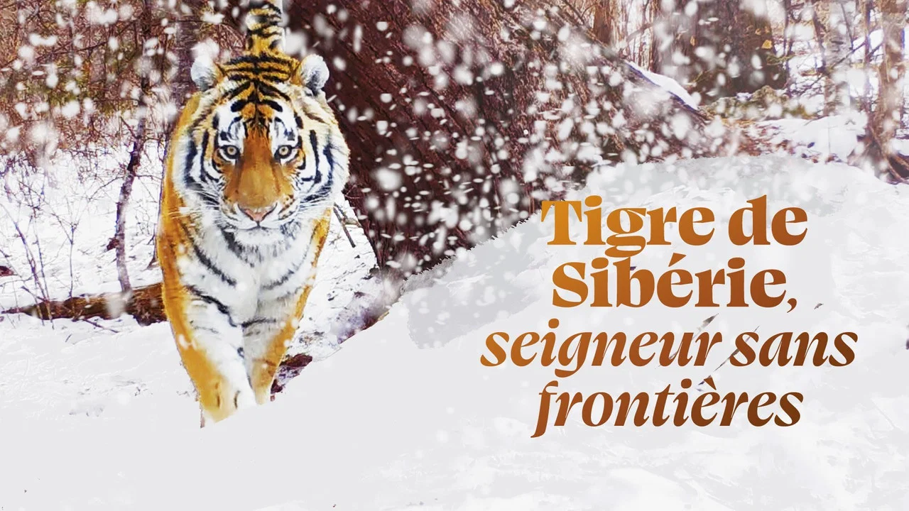 Tigre de Sib&eacute;rie, seigneur sans fronti&egrave;res - 剧照