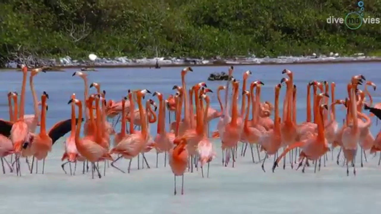 Tauchparadies Bonaire - 剧照