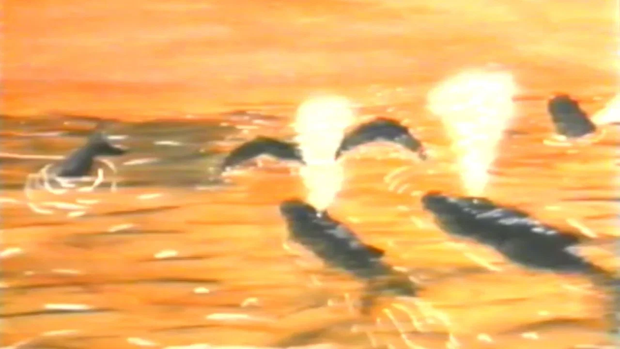 Hampie - ein kleiner Wal entdeckt seine Welt - 剧照