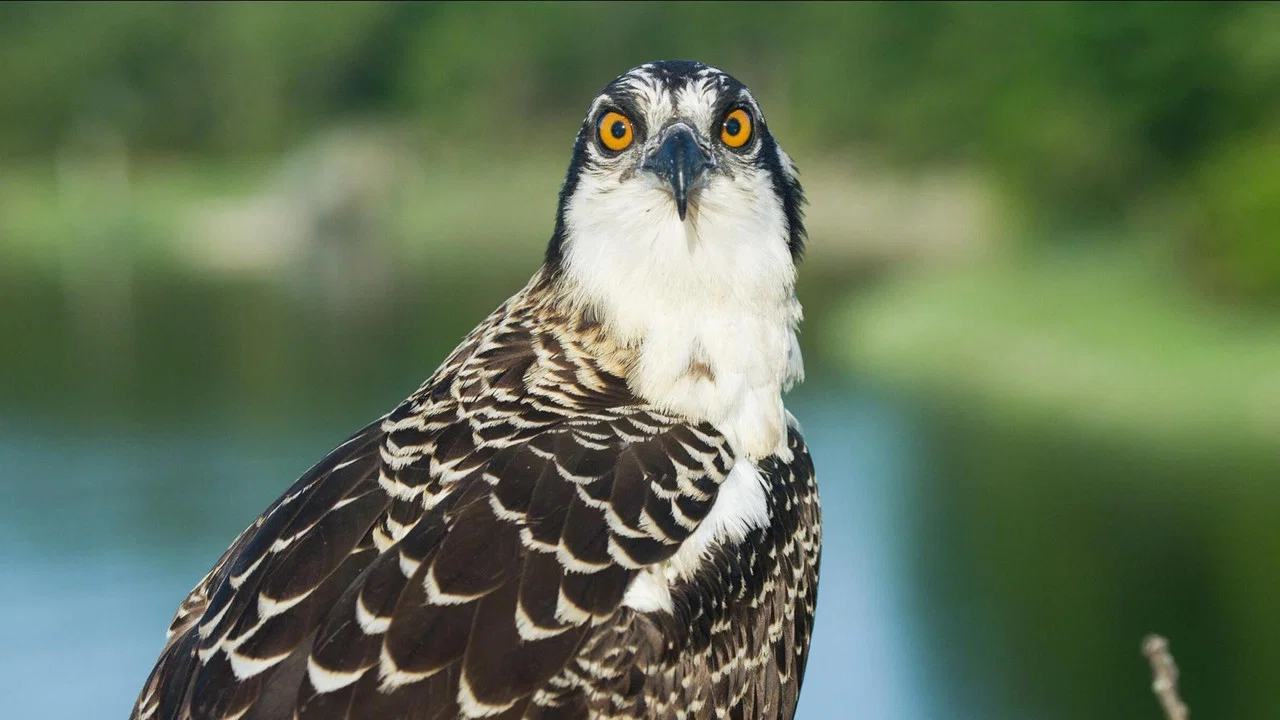 Season of the Osprey - 剧照