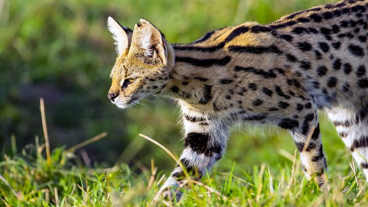 Servale - Afrikas unbekannte Katzen - 剧照
