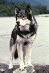 Jed the Wolfdog