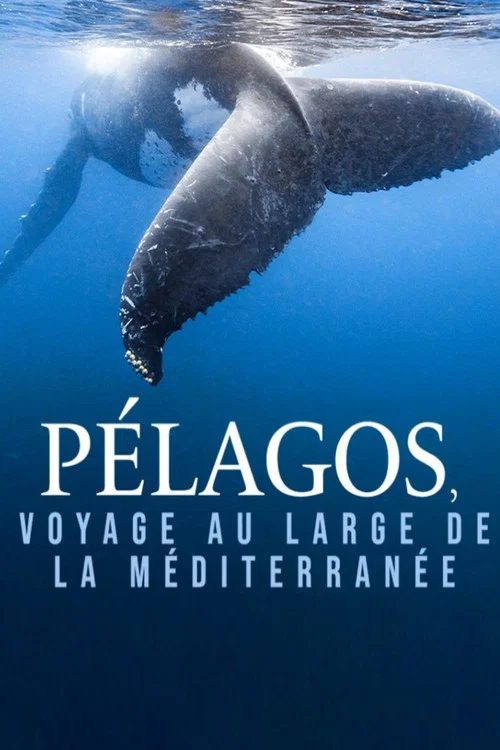 P&eacute;lagos, voyage au large de la M&eacute;diterran&eacute;e