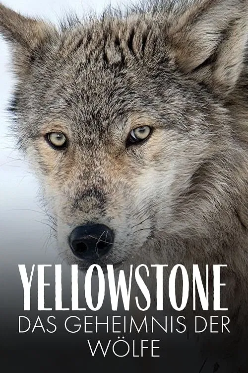 Yellowstone - Das Geheimnis der W&ouml;lfe