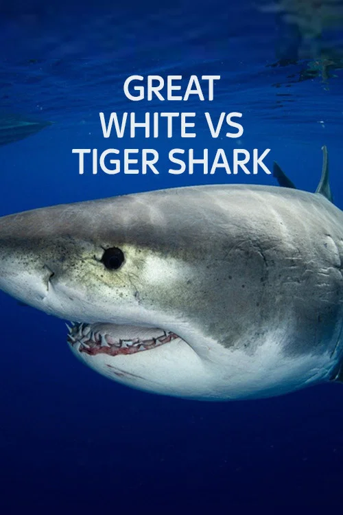 Great White vs Tiger Shark