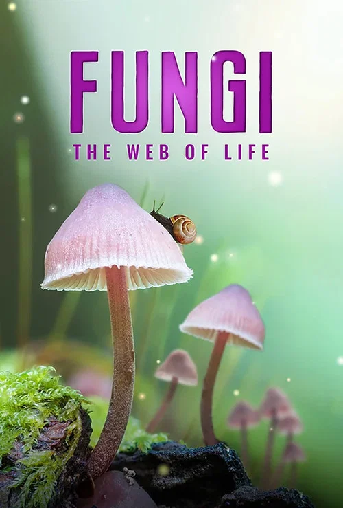 真菌的神秘王国