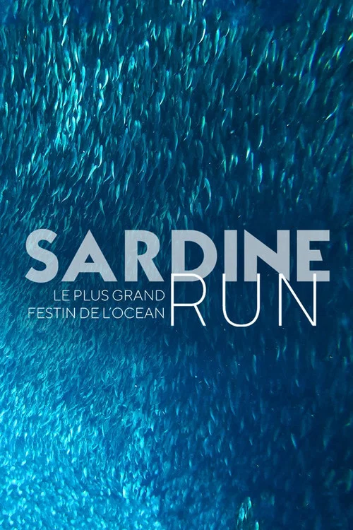 Sardine Run, le plus grand festin de l'oc&eacute;an