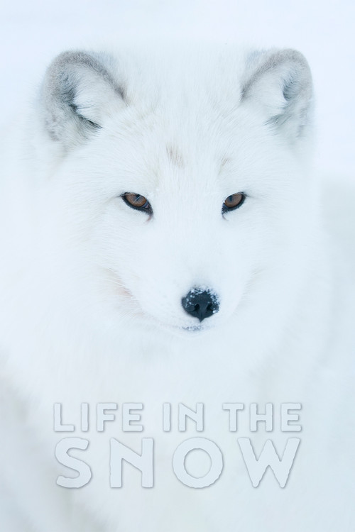 雪中生活