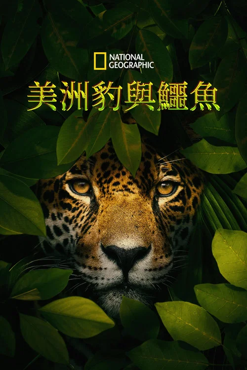 Jaguar vs. Krokodille