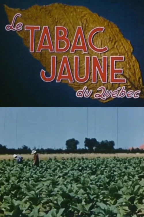 Le tabac jaune du Qu&eacute;bec