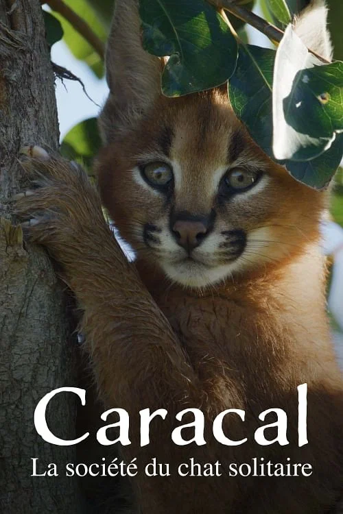 Caracal: La Soci&eacute;t&eacute; du chat solitaire