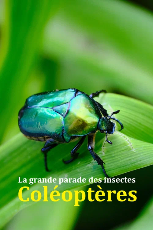 Fabelhafte Insekten - K&auml;fer