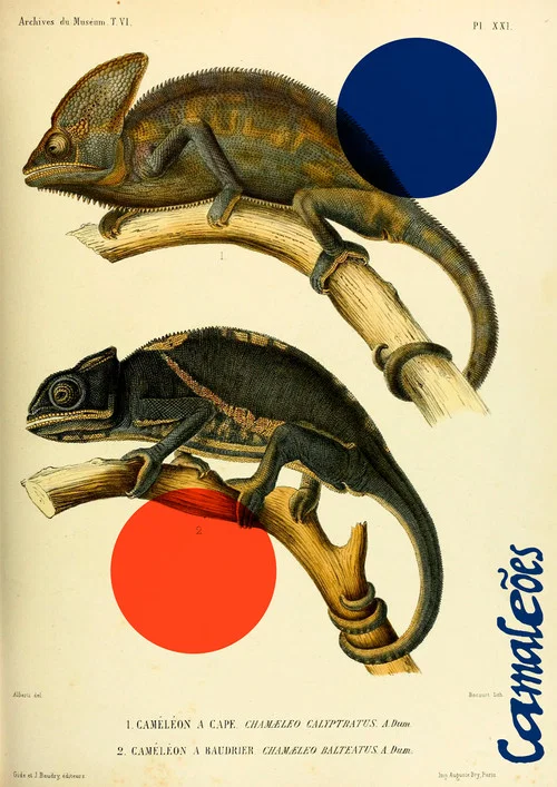 Camale&otilde;es