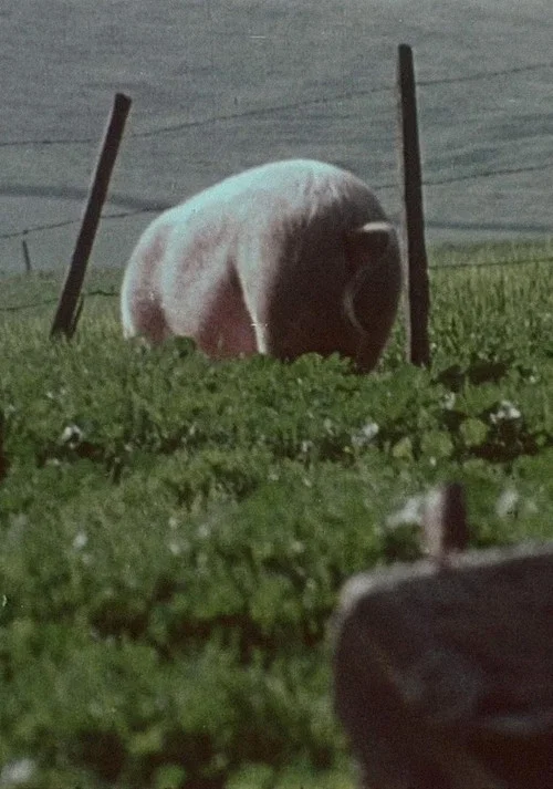 Pigs!