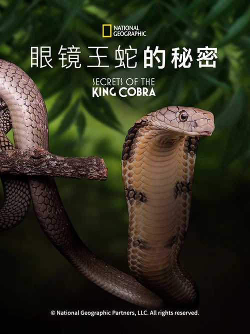 眼镜王蛇的秘密
