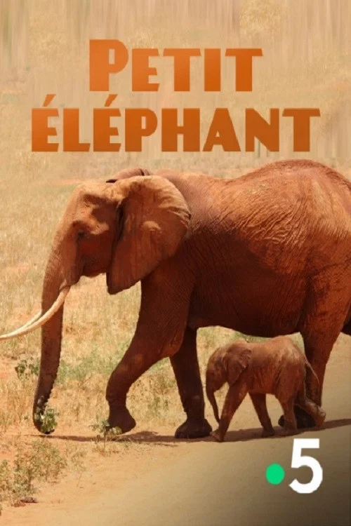 Petit &eacute;l&eacute;phant