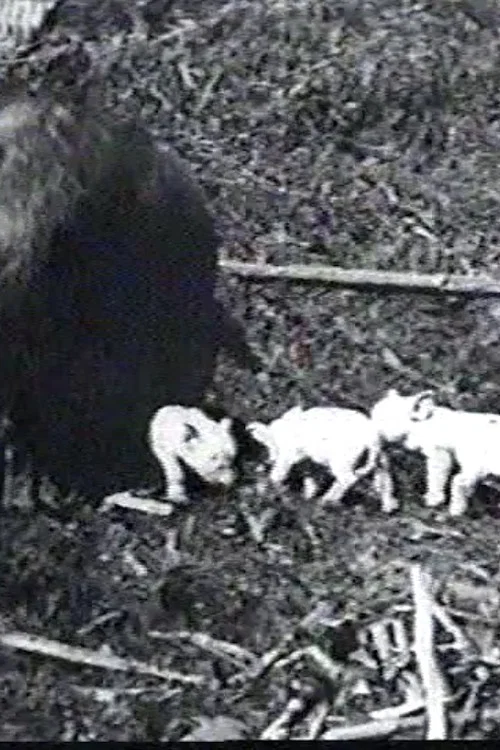 Mamma's Pets