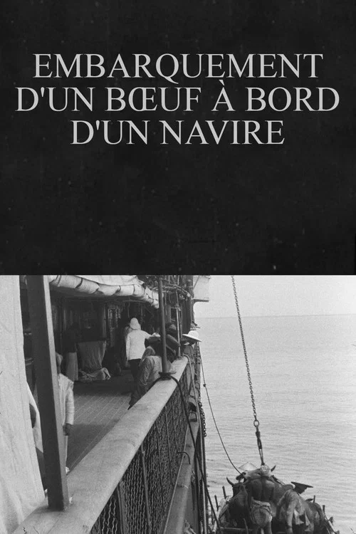Embarquement d'un b&oelig;uf &agrave; bord d'un navire