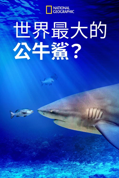 World's Biggest Bull Shark?