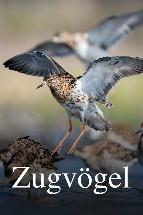 Zugv&ouml;gel - Ein Jahr vergeht im Flug