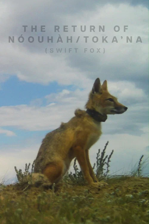 The Return of N&oacute;ouh&agrave;h-Toka&rsquo;na