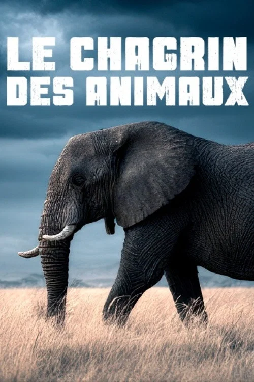 Le chagrin des animaux : mythe ou r&eacute;alit&eacute; ?