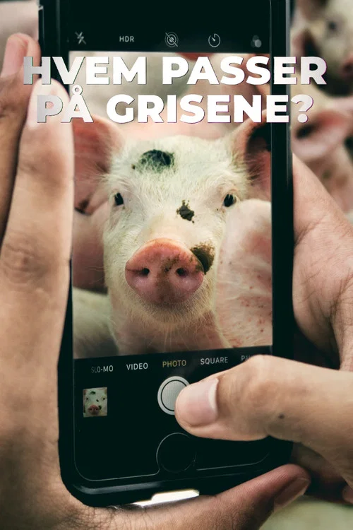 Hvem passer p&aring; grisene?