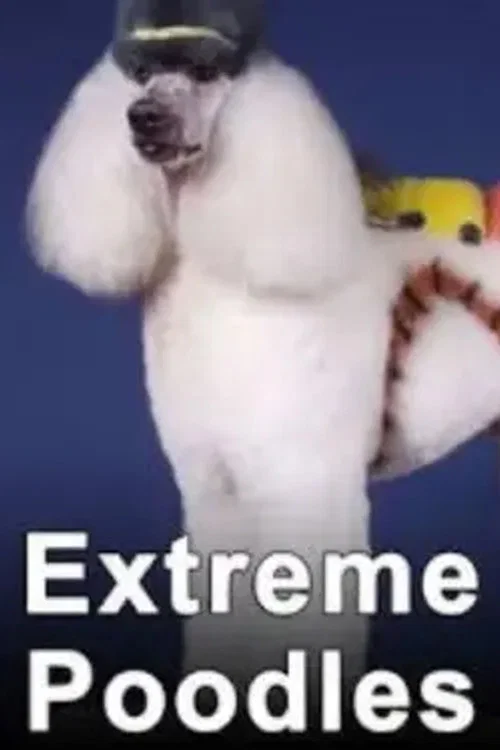 非凡贵宾犬