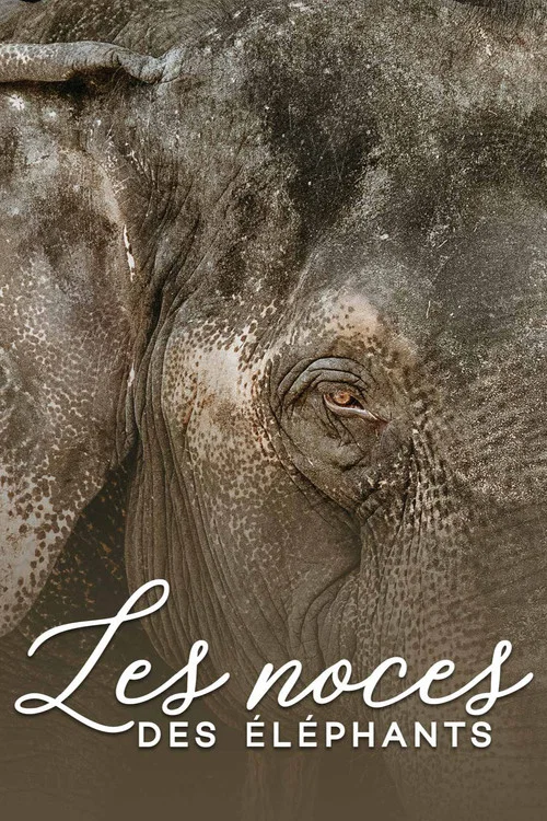 Les noces des &eacute;l&eacute;phants
