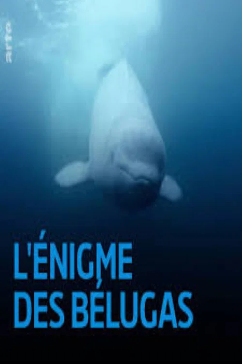 L'&eacute;nigme des belugas