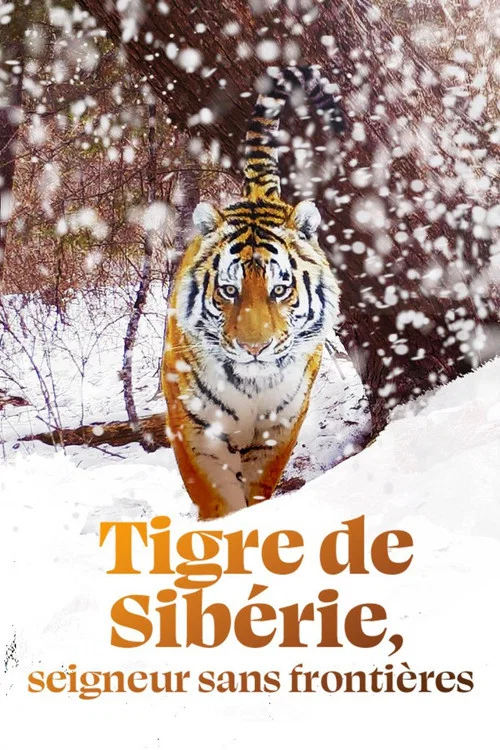 Tigre de Sib&eacute;rie, seigneur sans fronti&egrave;res