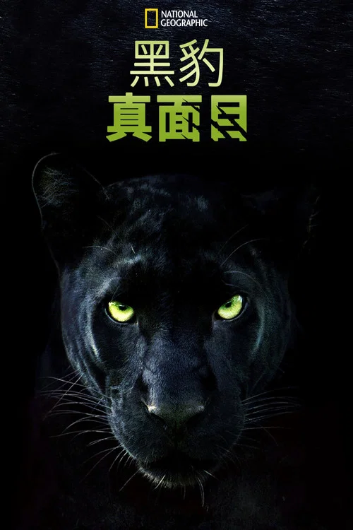 真黑豹无双