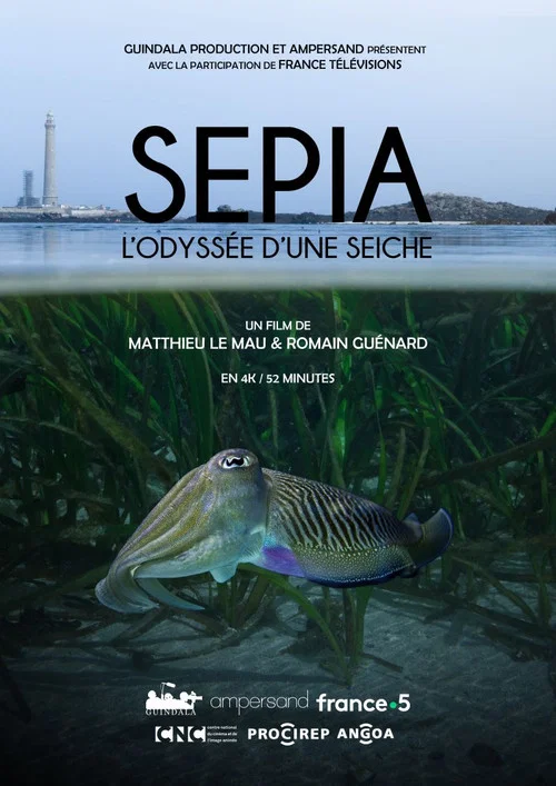 S&eacute;pia, l'odyss&eacute;e d'une seiche