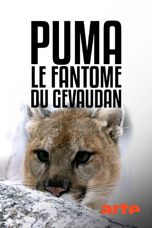 Puma, le fant&ocirc;me du G&eacute;vaudan