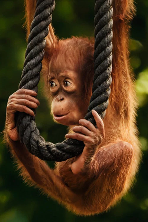 Wild Life - Orangutans