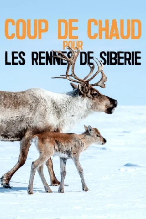 Coup de chaud pour les rennes de Sib&eacute;rie