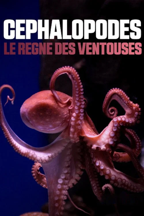 C&eacute;phalopodes : le r&egrave;gne des ventouses