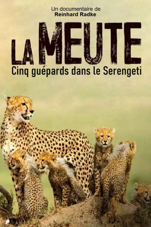 Die f&uuml;nf Geparde - Gemeinsam durch die Serengeti