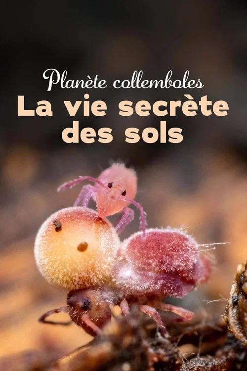 Plan&egrave;te collemboles : la vie secr&egrave;te des sols