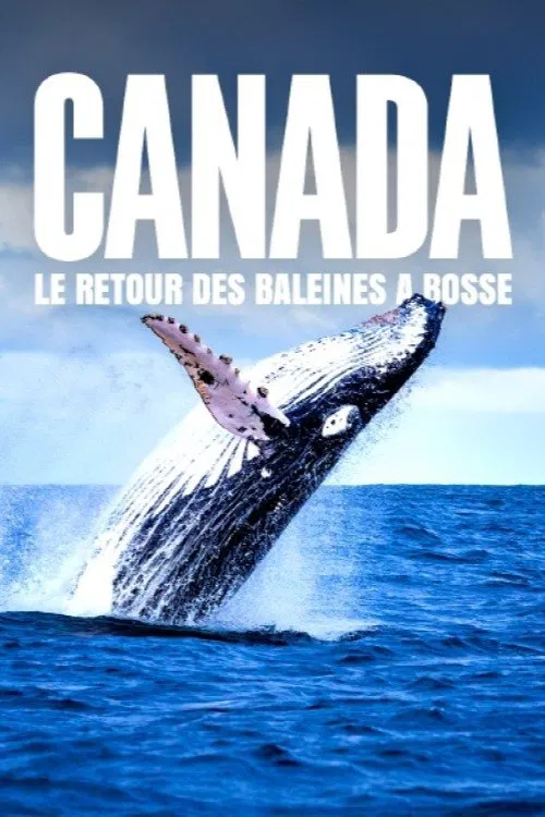 Le retour des baleines &agrave; bosse