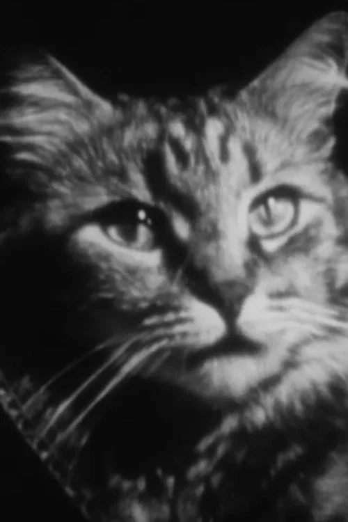 猫的私生活