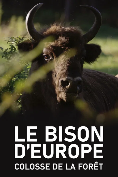 Le Bison d'Europe, colosse de la for&ecirc;t